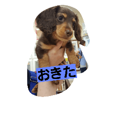 [LINEスタンプ] Dog photos of stamp4