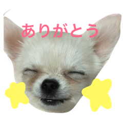 [LINEスタンプ] ぽぽたんのスタンプです。