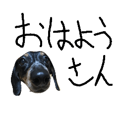 [LINEスタンプ] ダックスの日常会話