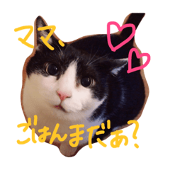 [LINEスタンプ] ねこずスタンプ