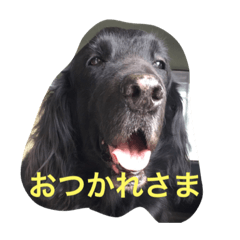 [LINEスタンプ] くろーい犬 /日常