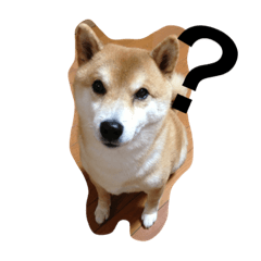 [LINEスタンプ] わが家のくう。 
