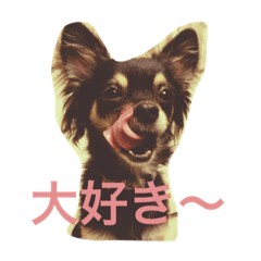 [LINEスタンプ] 黒チワワとたまにゴールデン