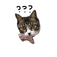 [LINEスタンプ] Jingle cat