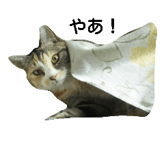 [LINEスタンプ] 気まぐれ猫スタンプ