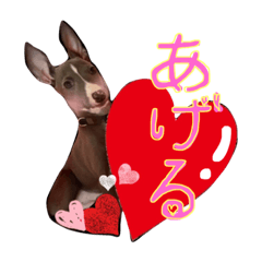 [LINEスタンプ] イタリアングレーハウンドのボス＆ルーク