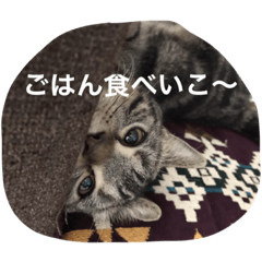 [LINEスタンプ] 毎日トーク〜猫編〜 