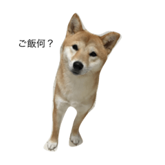 [LINEスタンプ] ゴン太とウメ① 
