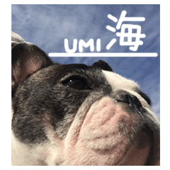 [LINEスタンプ] French bulldog StickerThe name is Umi.