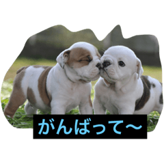 [LINEスタンプ] 真面目なブルドッグ