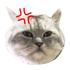 [LINEスタンプ] ToutouDidy