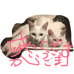 [LINEスタンプ] ミルの日常・家族版