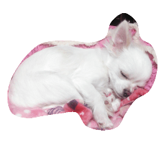[LINEスタンプ] 我が家のゆきのすけくん