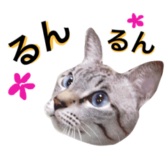 [LINEスタンプ] うちの猫と仲間たち2