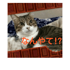 [LINEスタンプ] 保護猫たん