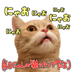 [LINEスタンプ] 会話するにゃんこ達