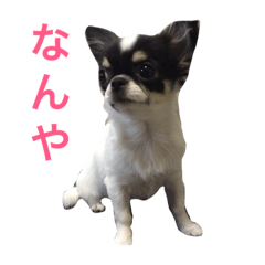 [LINEスタンプ] Rikyu＆Himi5