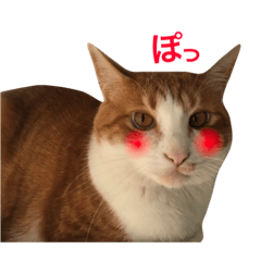 [LINEスタンプ] ぼっちゃん猫の福太郎 実写❤︎写真の画像（メイン）