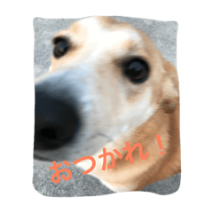 [LINEスタンプ] ワン3