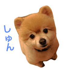 [LINEスタンプ] わんこ達のきもち