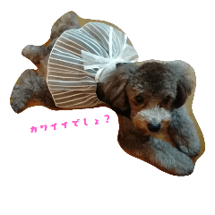 [LINEスタンプ] 犬のFil