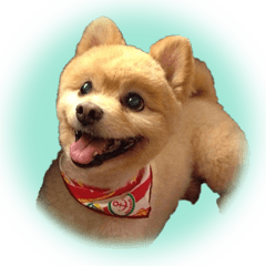 [LINEスタンプ] ポメラニアンの♡ロンちゃん