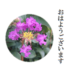 [LINEスタンプ] 大人のお花のスタンプ【4】の画像（メイン）